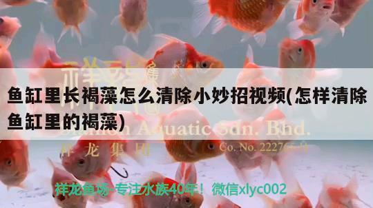 魚缸里長(zhǎng)褐藻怎么清除小妙招視頻(怎樣清除魚缸里的褐藻)