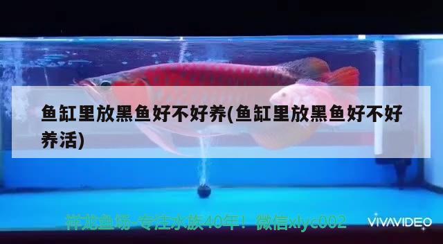 魚缸里放黑魚好不好養(yǎng)(魚缸里放黑魚好不好養(yǎng)活) 高背金龍魚