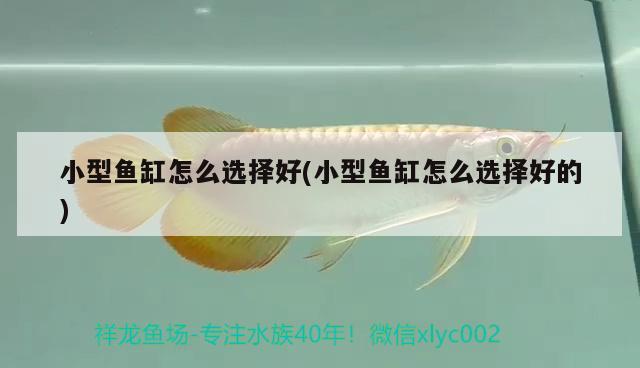 小型魚缸怎么選擇好(小型魚缸怎么選擇好的)