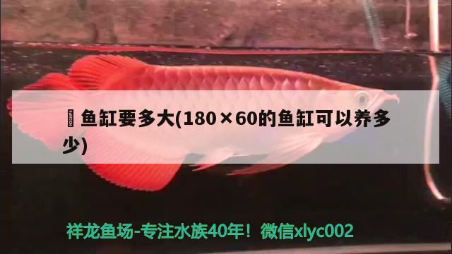 魟魚缸要多大(180×60的魚缸可以養(yǎng)多少)