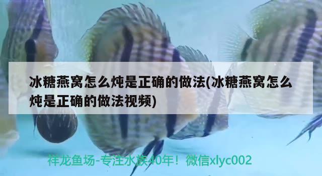 冰糖燕窩怎么燉是正確的做法(冰糖燕窩怎么燉是正確的做法視頻) 馬來(lái)西亞燕窩