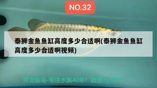 泰獅金魚魚缸高度多少合適啊(泰獅金魚魚缸高度多少合適啊視頻) 祥龍傳奇品牌魚缸