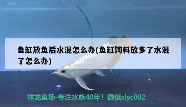 魚缸放魚后水混怎么辦(魚缸飼料放多了水混了怎么辦) 泰龐海蓮魚