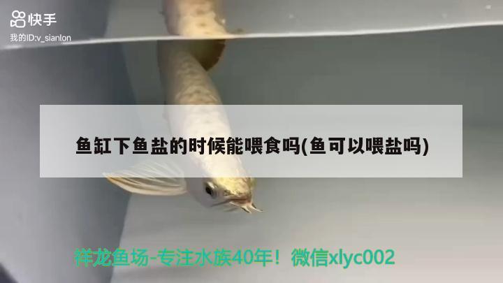 魚缸下魚鹽的時候能喂食嗎(魚可以喂鹽嗎) 魚缸清潔用具