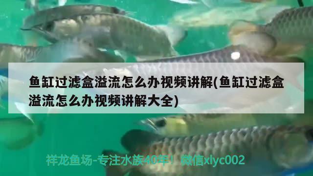 魚缸過濾盒溢流怎么辦視頻講解(魚缸過濾盒溢流怎么辦視頻講解大全)