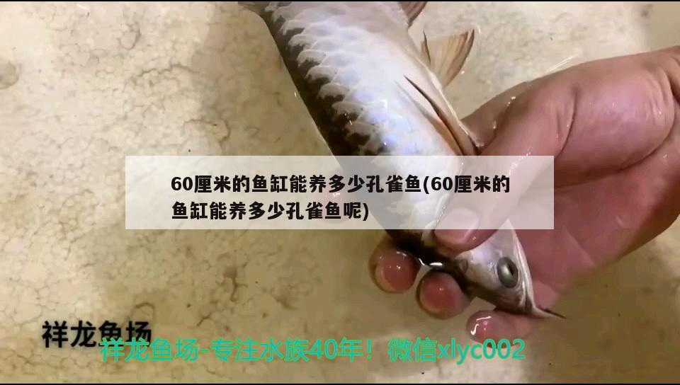 60厘米的魚缸能養(yǎng)多少孔雀魚(60厘米的魚缸能養(yǎng)多少孔雀魚呢)