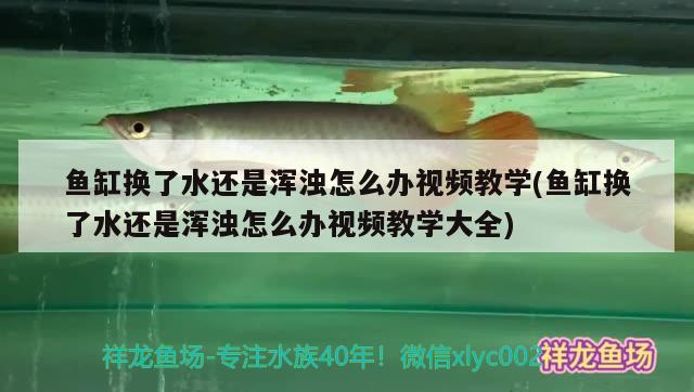 魚缸換了水還是渾濁怎么辦視頻教學(xué)(魚缸換了水還是渾濁怎么辦視頻教學(xué)大全) 三色錦鯉魚