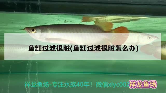 魚缸過濾很臟(魚缸過濾很臟怎么辦) 孵化器