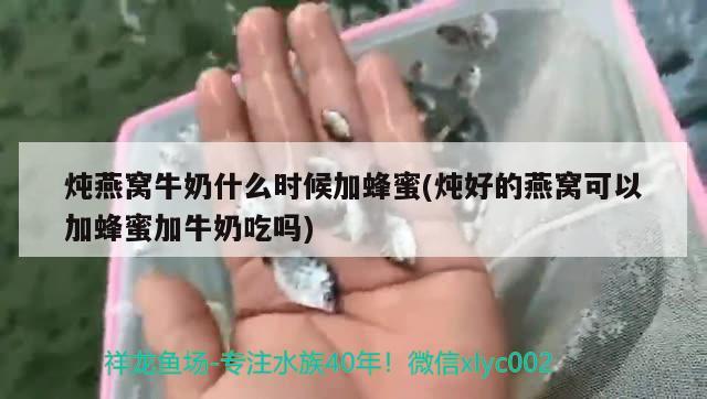 燉燕窩牛奶什么時候加蜂蜜(燉好的燕窩可以加蜂蜜加牛奶吃嗎) 馬來西亞燕窩