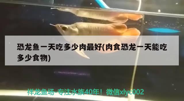 恐龍魚一天吃多少肉最好(肉食恐龍一天能吃多少食物) 金龍魚百科