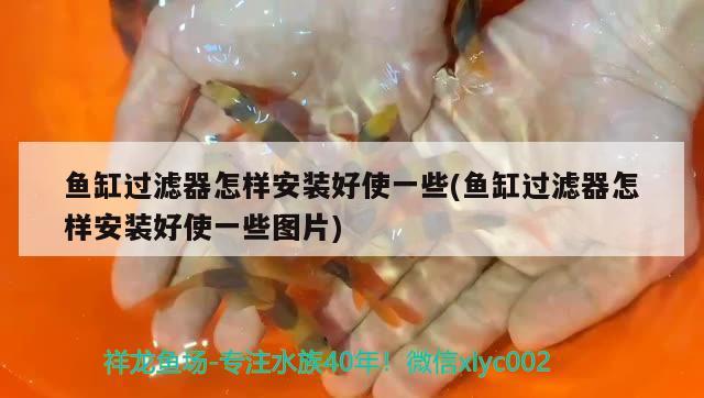 魚缸過濾器怎樣安裝好使一些(魚缸過濾器怎樣安裝好使一些圖片) 眼斑魚