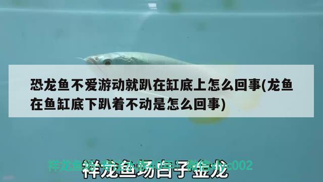 恐龍魚不愛游動就趴在缸底上怎么回事(龍魚在魚缸底下趴著不動是怎么回事)