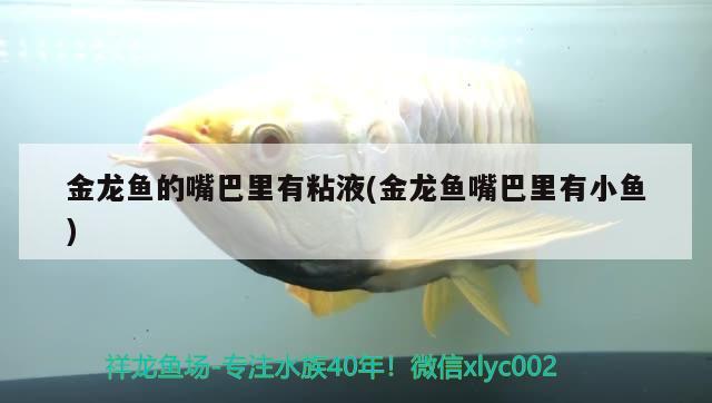 金龍魚的嘴巴里有粘液(金龍魚嘴巴里有小魚) 泰國虎魚