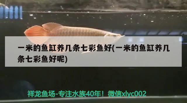 一米的魚缸養(yǎng)幾條七彩魚好(一米的魚缸養(yǎng)幾條七彩魚好呢) 觀賞魚市場（混養(yǎng)魚）