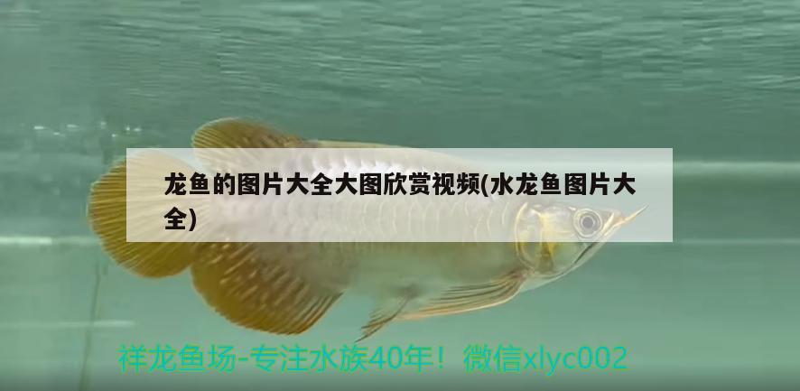 龍魚的圖片大全大圖欣賞視頻(水龍魚圖片大全)