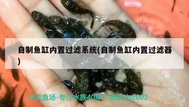 自制魚缸內(nèi)置過濾系統(tǒng)(自制魚缸內(nèi)置過濾器) 斑馬鴨嘴魚苗