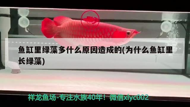 魚(yú)缸里綠藻多什么原因造成的(為什么魚(yú)缸里長(zhǎng)綠藻)