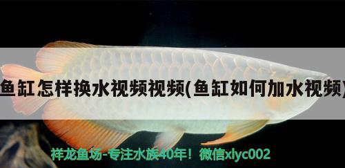 魚缸怎樣換水視頻視頻(魚缸如何加水視頻)