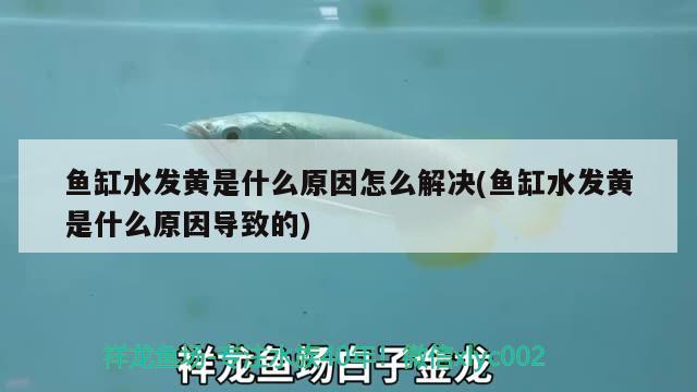 魚缸水發(fā)黃是什么原因怎么解決(魚缸水發(fā)黃是什么原因導致的) 飛鳳魚