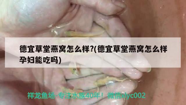 德宜草堂燕窩怎么樣?(德宜草堂燕窩怎么樣孕婦能吃嗎) 馬來西亞燕窩