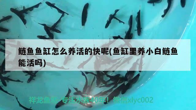 鰱魚魚缸怎么養(yǎng)活的快呢(魚缸里養(yǎng)小白鰱魚能活嗎)