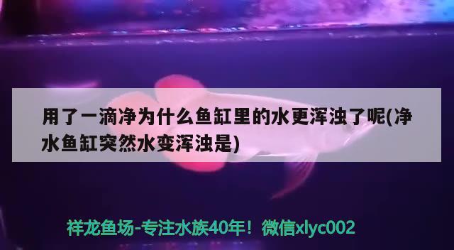 用了一滴凈為什么魚缸里的水更渾濁了呢(凈水魚缸突然水變渾濁是) 金老虎魚