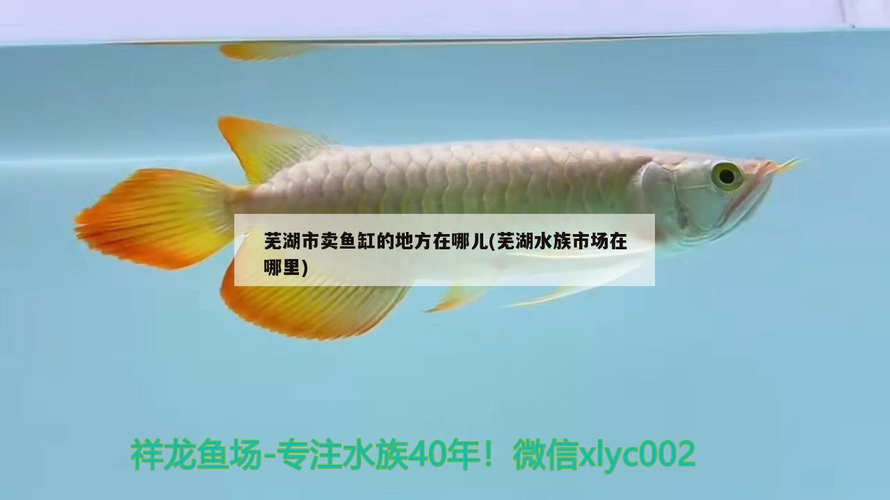 蕪湖市賣(mài)魚(yú)缸的地方在哪兒(蕪湖水族市場(chǎng)在哪里)