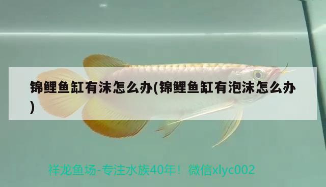 錦鯉魚缸有沫怎么辦(錦鯉魚缸有泡沫怎么辦) 黃金斑馬魚