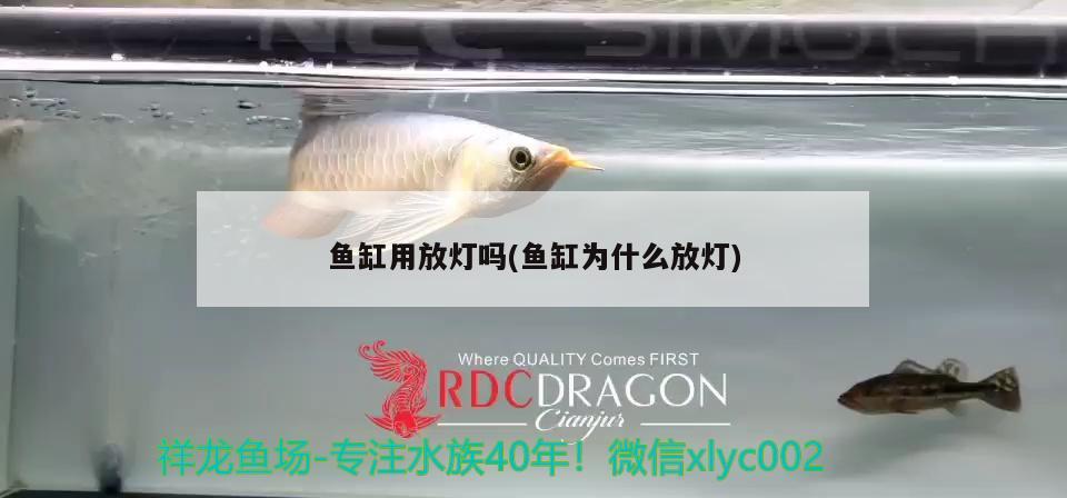 魚缸用放燈嗎(魚缸為什么放燈) 大日玉鯖魚