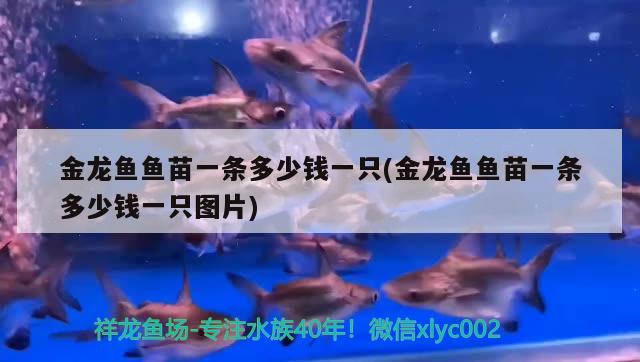 金龍魚魚苗一條多少錢一只(金龍魚魚苗一條多少錢一只圖片) 粗線銀版魚苗