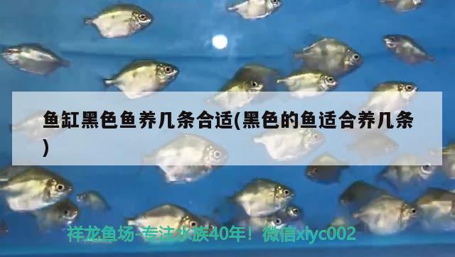 魚缸黑色魚養(yǎng)幾條合適(黑色的魚適合養(yǎng)幾條)