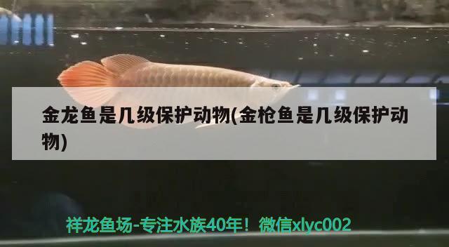 金龍魚是幾級保護動物(金槍魚是幾級保護動物)