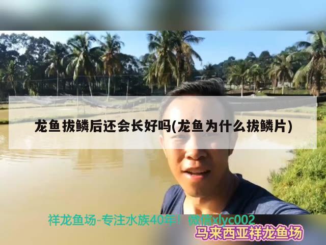 龍魚拔鱗后還會長好嗎(龍魚為什么拔鱗片) 其它水族用具設(shè)備