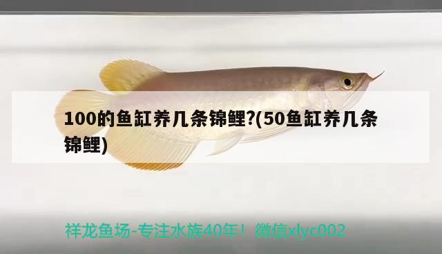 100的魚缸養(yǎng)幾條錦鯉?(50魚缸養(yǎng)幾條錦鯉) 魟魚百科