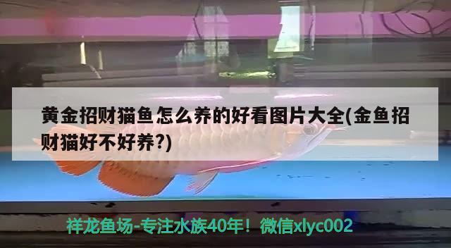 黃金招財貓魚怎么養(yǎng)的好看圖片大全(金魚招財貓好不好養(yǎng)?) 黃金招財貓魚