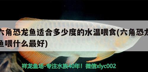 六角恐龍魚適合多少度的水溫喂食(六角恐龍魚喂什么最好) 斑馬狗頭魚