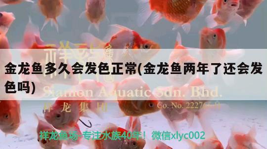 金龍魚多久會(huì)發(fā)色正常(金龍魚兩年了還會(huì)發(fā)色嗎) 細(xì)線銀板魚苗