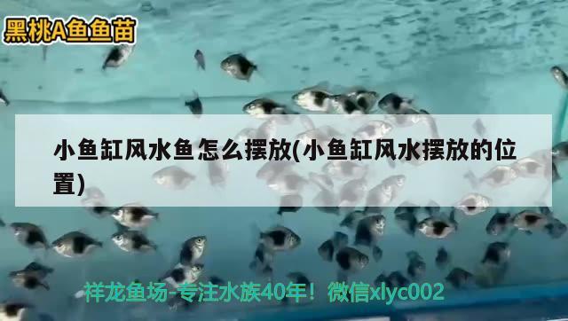 小魚缸風(fēng)水魚怎么擺放(小魚缸風(fēng)水?dāng)[放的位置) 魚缸風(fēng)水