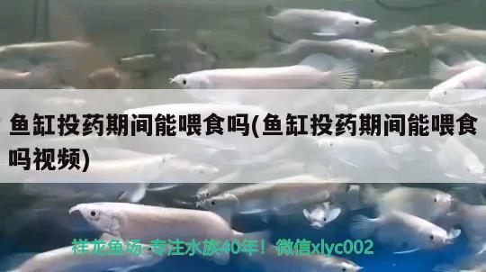 魚缸投藥期間能喂食嗎(魚缸投藥期間能喂食嗎視頻) 孵化器