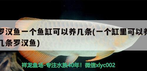 羅漢魚一個(gè)魚缸可以養(yǎng)幾條(一個(gè)缸里可以養(yǎng)幾條羅漢魚)