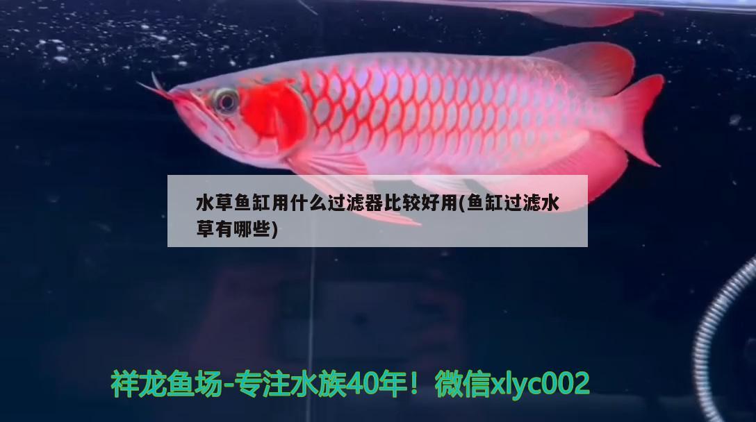 水草魚缸用什么過(guò)濾器比較好用(魚缸過(guò)濾水草有哪些)