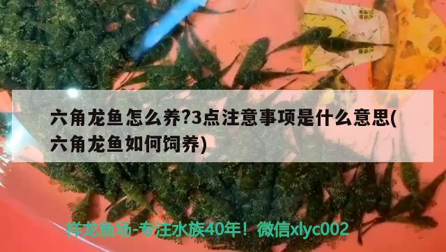 六角龍魚怎么養(yǎng)?3點注意事項是什么意思(六角龍魚如何飼養(yǎng)) 夢幻雷龍魚