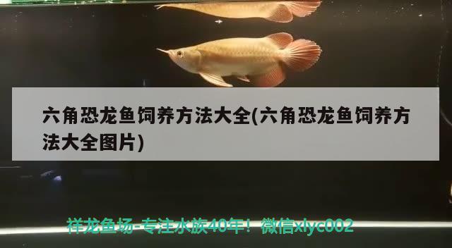 六角恐龍魚飼養(yǎng)方法大全(六角恐龍魚飼養(yǎng)方法大全圖片)