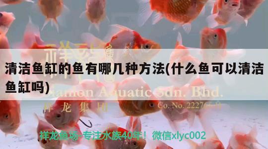 清潔魚缸的魚有哪幾種方法(什么魚可以清潔魚缸嗎) 大湖紅龍魚