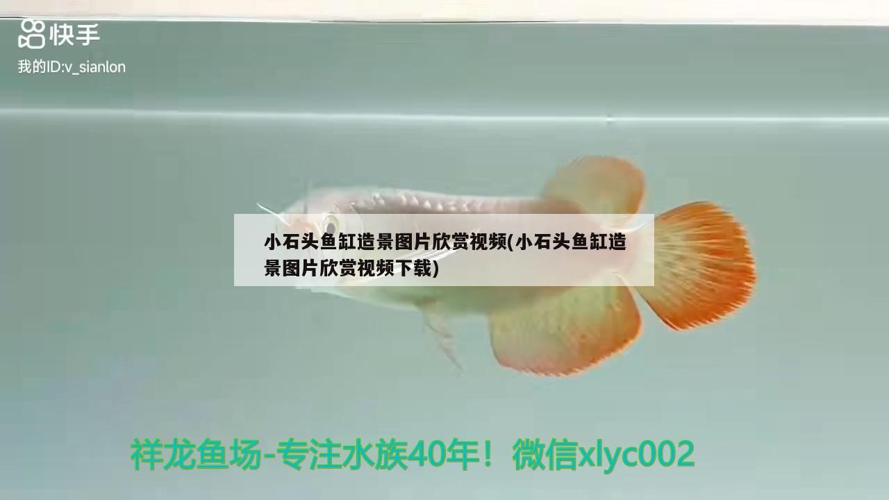 小石頭魚缸造景圖片欣賞視頻(小石頭魚缸造景圖片欣賞視頻下載) 水族用品