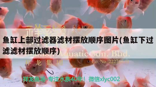 魚缸上部過濾器濾材擺放順序圖片(魚缸下過濾濾材擺放順序) 馬拉莫寶石魚