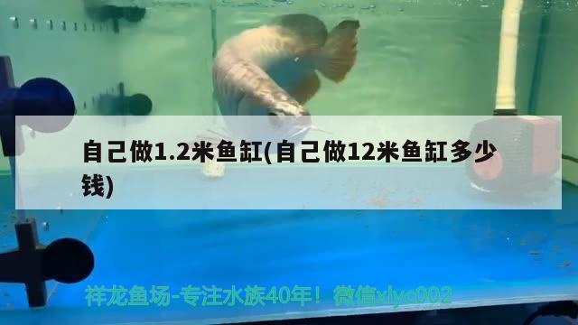 自己做1.2米魚缸(自己做12米魚缸多少錢)