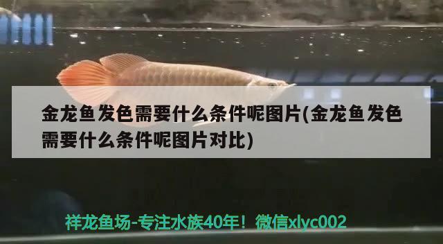 金龍魚(yú)發(fā)色需要什么條件呢圖片(金龍魚(yú)發(fā)色需要什么條件呢圖片對(duì)比)