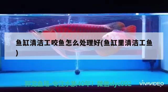 魚缸清潔工咬魚怎么處理好(魚缸里清潔工魚) 麥肯斯銀版魚