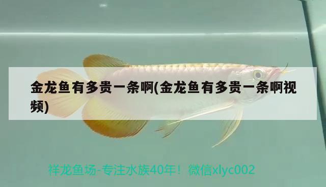 金龍魚有多貴一條啊(金龍魚有多貴一條啊視頻) 鴨嘴鯊魚